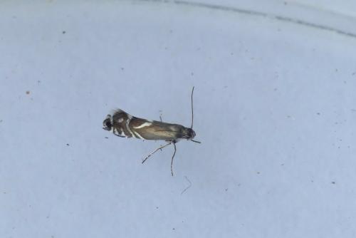 Réf. 231 109 : Glyphipterix sp.